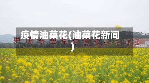 疫情油菜花(油菜花新闻)-第2张图片